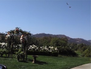 Hawks fly overhead at TwinOaks GolfClub